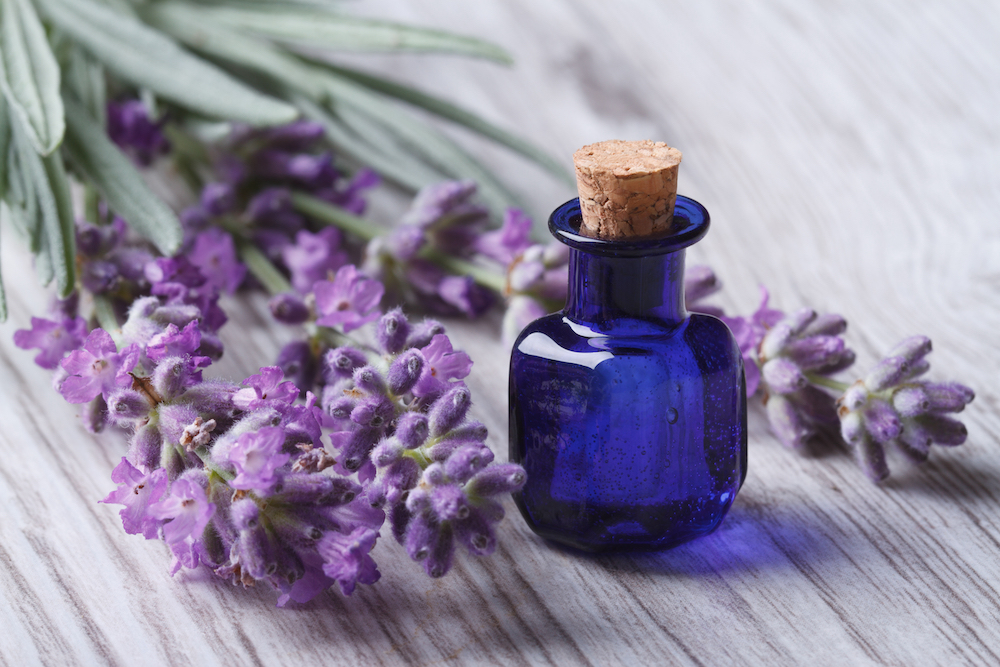 A bottle of essential oils surrounded by sprigs of lavender 